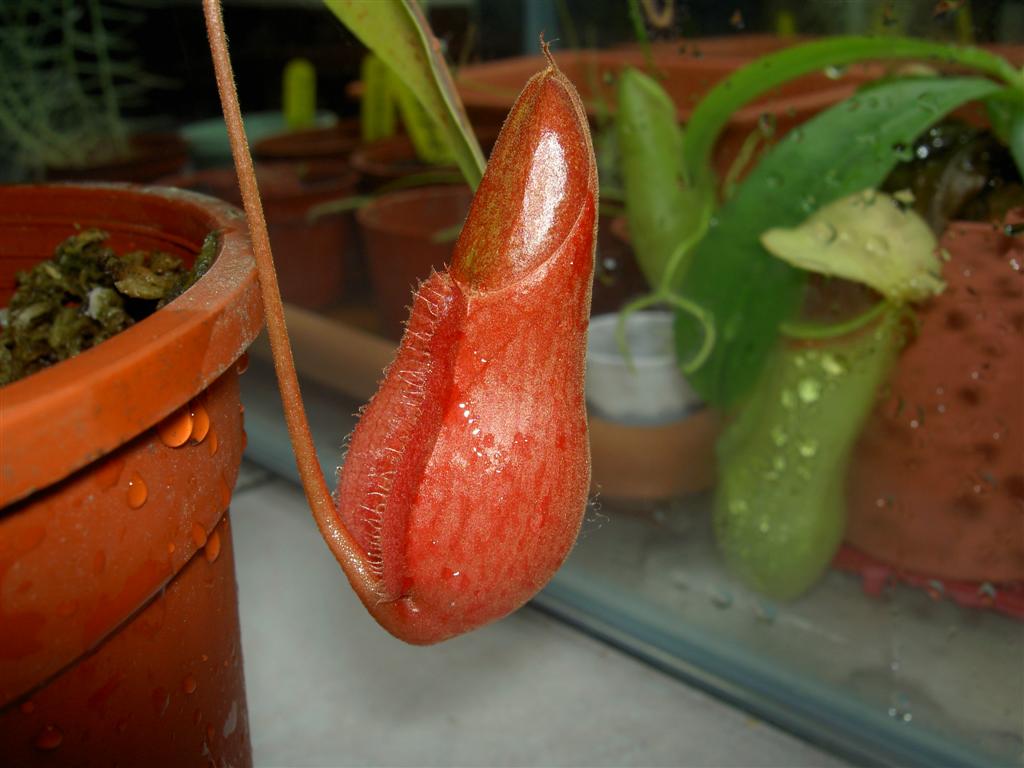 Nepenthes thorelii